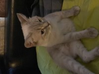 1.5 yaşında dişi british shorthair