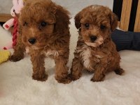 Mükemmel Güzellikteki Maltipoo Yavrularımız