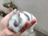 Cüce tavşanımız