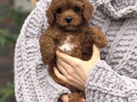 ÜST KALİTE TOY POODLE YAVRULAR