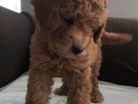 Dişi toy poodle