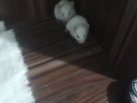 Albino Eş Hamster