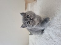 Safkan British Shorthair Nadir Renk Three Colour ve Bicolour