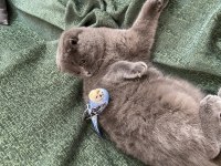 sevimli scottish fold