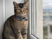 British Shorthair Tabby 6-6.5 Aylık (Erkek)