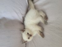 Güzel british shorthair yavrular