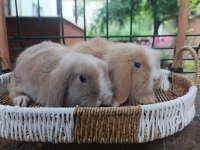 Hollanda teddy lop 1+1 takım tavşanlar