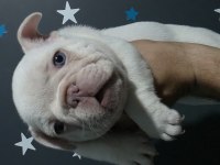 LİLAC AND TAN PLATİNUM ERKEK FRENCH BULLDOG İZMİR