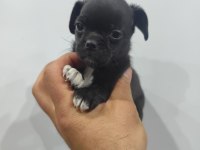 2 aylık dişi pug mops