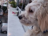 7 aylık maltipoo