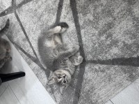 İki aylık british shorthair yeni sahiplerine hazır