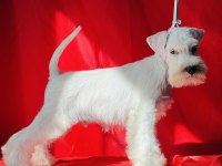 FCI Şecereli Miniature Schnauzer Pure White (Beyaz)