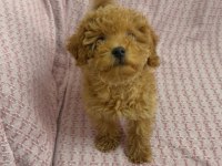 Mini minnoş toy poodle