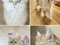 Safkan British Longhair Yetişkin Kedi NY12 BLACK GOLDEN