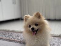 ERKEK DİŞİ YAVRULARIMIZ MEVCUTTUR POMERANİAN BOO