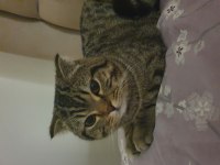 1 yaşında scottish fold sevecen oğlum