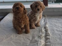 Toy poodle yavruları