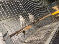 Çift sultan papağanı wf takım