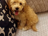 Güzel kızımız KAJU MALTİPOO