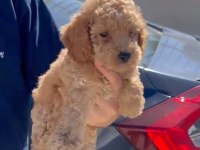 Orjinal Toy Poodle