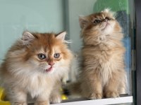 Show kalite golden longhair british yavrularımız