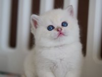 Masum Bakışlı Minik Silver British Shorthair 