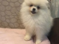 POMERANİAN BOO YAVRULARIMIZ AİLELERİNİ BEKLİYOR