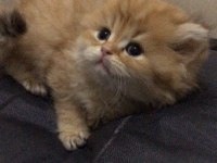 British longhair kedisi