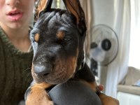 European doberman yavruları