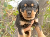 Rottweiler Yavrularımız