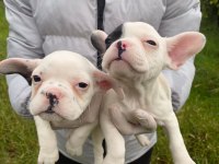 Muhteşem kalitede french bulldog yavrularımız