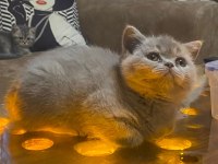 Muhteşem güzellikte british shorthair bebeklerimiz