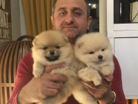 Pomeranian Boo bebekler aşılı kimlikli