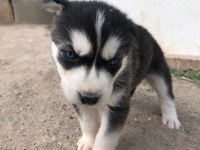Dişi husky yavrular sahiplendirilecektir