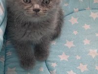 Güzeller güzeli scottish fold yavrularımız