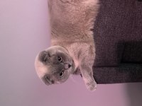 Kedimiz scottish fold (erkek)