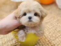 MALTİPOO BEBEKLERİM