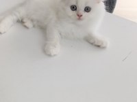 Kendi Kedimizin Yavruları Sahiplendirilecektir