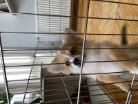 2 adet pomeranian spitz yavrularımız