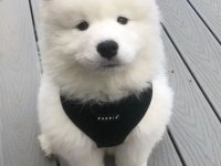 KARBEYEZ SAMOYED YAVRULARIMIZ