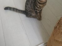ÜCRETSİZ SAHİPLENDİRME SOSYAL KEDİLER