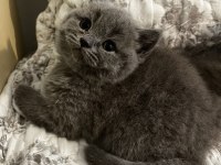 1.5 Aylık 4 Tane Saf British Shorthair Yavrularımız