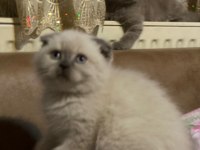 Ultra kalite orijinal scottish fold bebeklerimiz