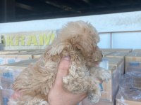 KIVIR KIVIR 0 NUMARA POODLE