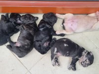 French Bulldog 2 Aylık