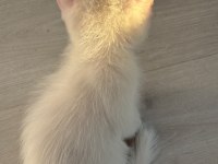4 Kardeşten geriye kalan yakışıklı kedimiz