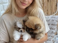 Pomeranian Boo Garantili Erkek Ve Dişi
