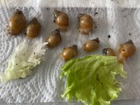 Dev Afrika Salyangozu Rodatzi Jadatzi Albino
