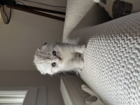40 günlük safkan scottish fold uysal ve sevecen yavrumuz
