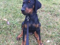 HER EVE ŞART doberman köpekler